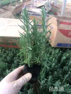 高度15厘米薰衣草