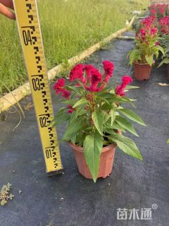 高度35厘米鸡冠花