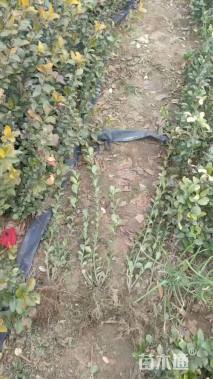 高度60厘米卫矛