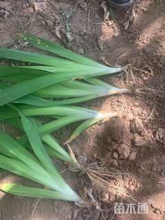 高度25厘米鸢尾