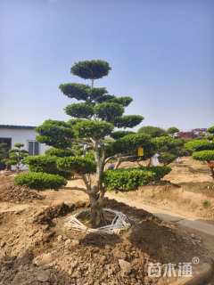 20公分造型黄杨