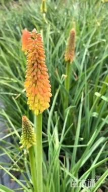 高度40厘米火炬花