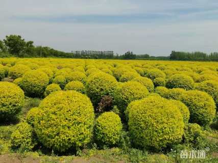 冠幅200厘米金冠女贞球