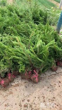 高度40厘米龙柏