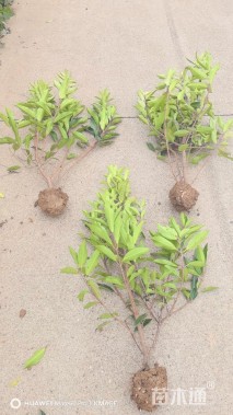 高度150厘米法国冬青