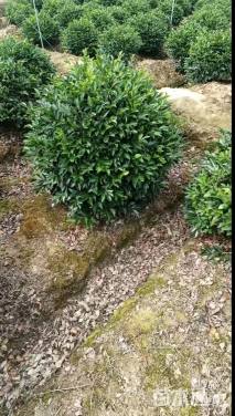 冠幅1.2厘米茶梅球