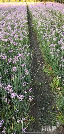 高度30厘米紫娇花