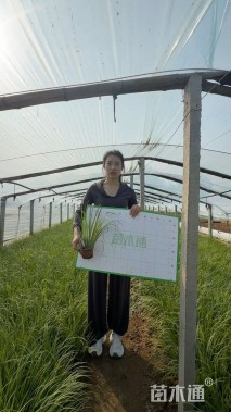 高度25厘米金叶石菖蒲