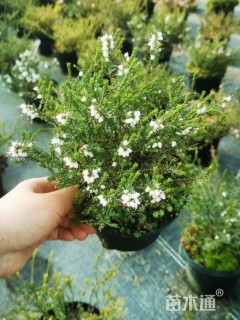 高度20厘米欧石楠