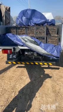 30厘米五叶地锦