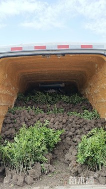 高度30厘米毛鹃