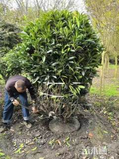 冠幅250厘米桂花球