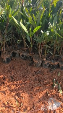 高度30厘米翠芦莉