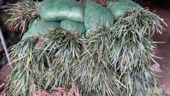 高度20厘米阔叶麦冬