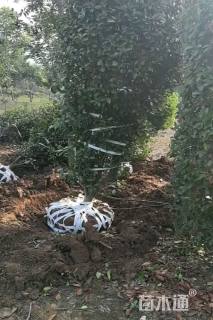 高度300厘米红叶石楠柱