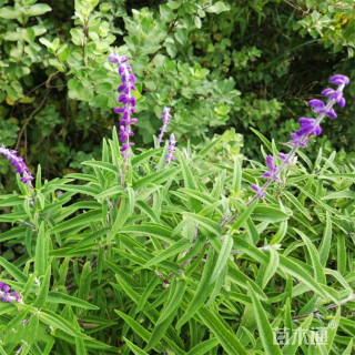 高度60厘米墨西哥鼠尾草