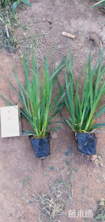 高度15厘米崂峪苔草