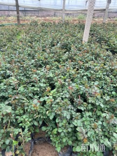 高度25厘米红帽月季