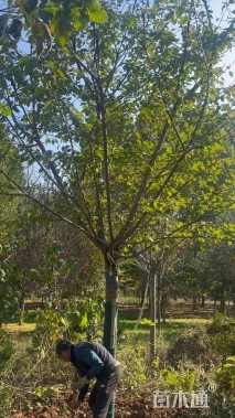 15公分高杆早樱