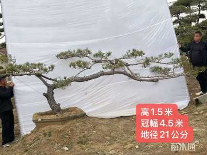 17公分造型赤松