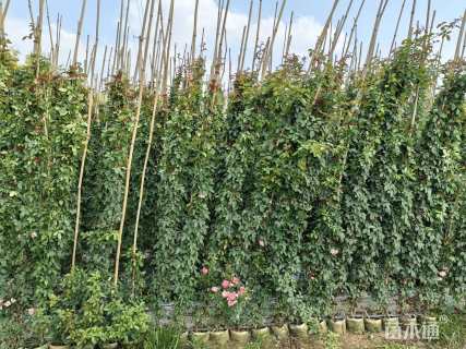 150厘米藤本月季