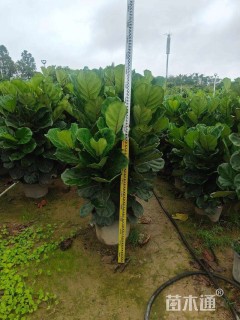 高度20厘米琴叶榕