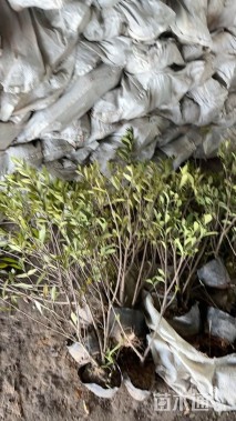 高度40厘米栀子花