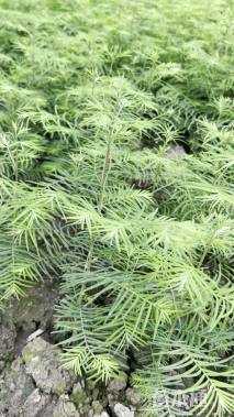 高度150厘米水杉小苗