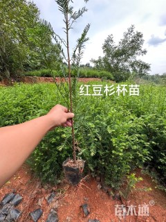 0.7公分红豆杉