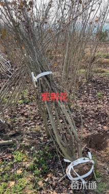 高度220厘米紫荆