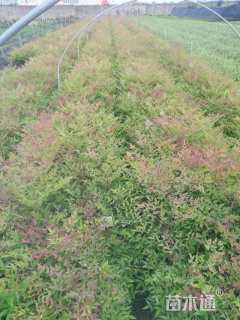 高度25厘米小叶栀子