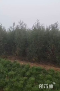 高度220厘米侧柏