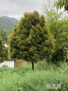 原生苗香樟