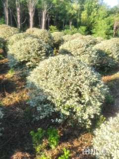 高度30厘米龙柏