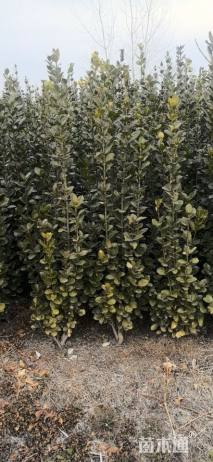高度120厘米北海道黄杨