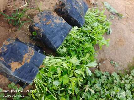 高度8厘米五叶委陵菜