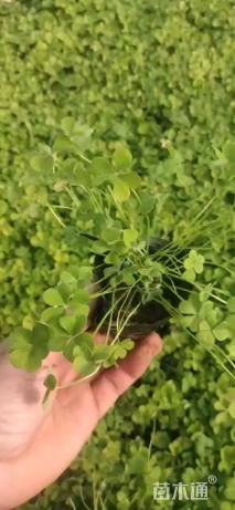 高度15厘米红花酢浆草