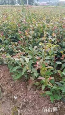 高度15厘米油茶