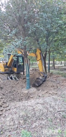 18公分弗吉尼亚栎