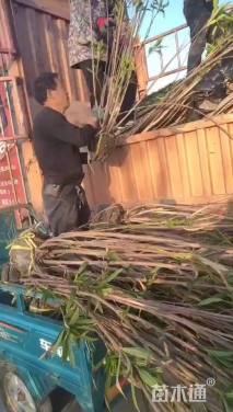 高度200厘米夹竹桃