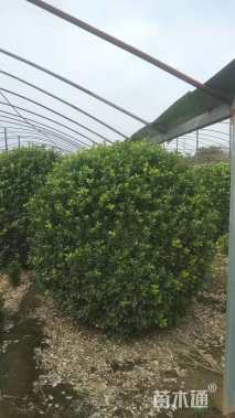 冠幅120厘米大叶黄杨球