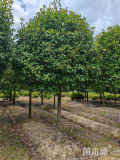 10公分红叶石楠