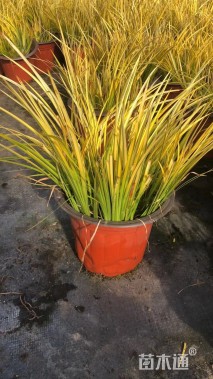 高度20厘米金叶石菖蒲
