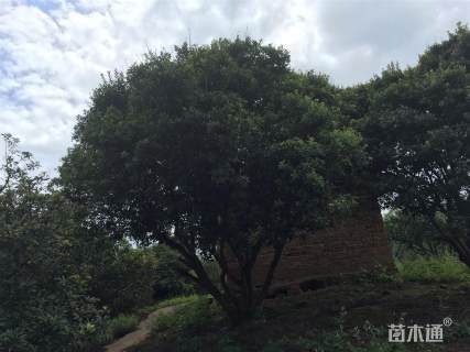 20公分杨梅