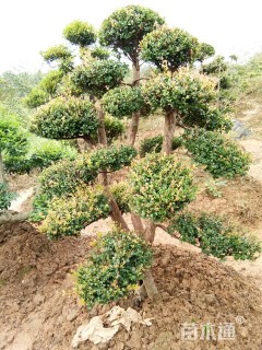 造型赤楠