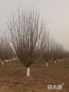 15公分绚丽海棠