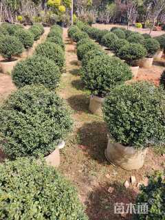 冠幅70厘米龟甲冬青球