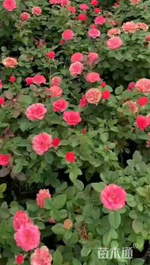 高度50厘米欧洲月季