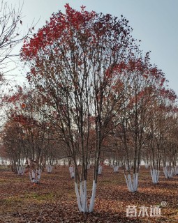高度700厘米丛生美国红枫