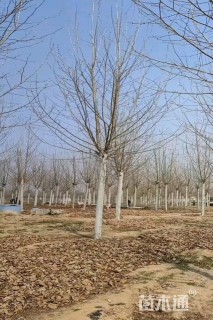 24公分速生白蜡